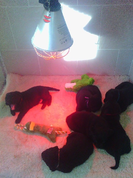chiots d'embry et will