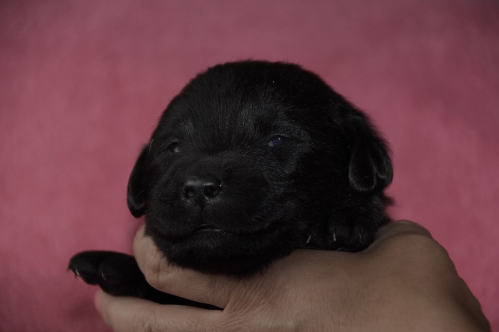 Du Val Des Grives - Chiots disponibles - Labrador Retriever